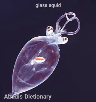 glass squid